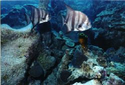 Pair of Spades. Somewhere off Providenciales, Turks and C... by Matthew Shanley 